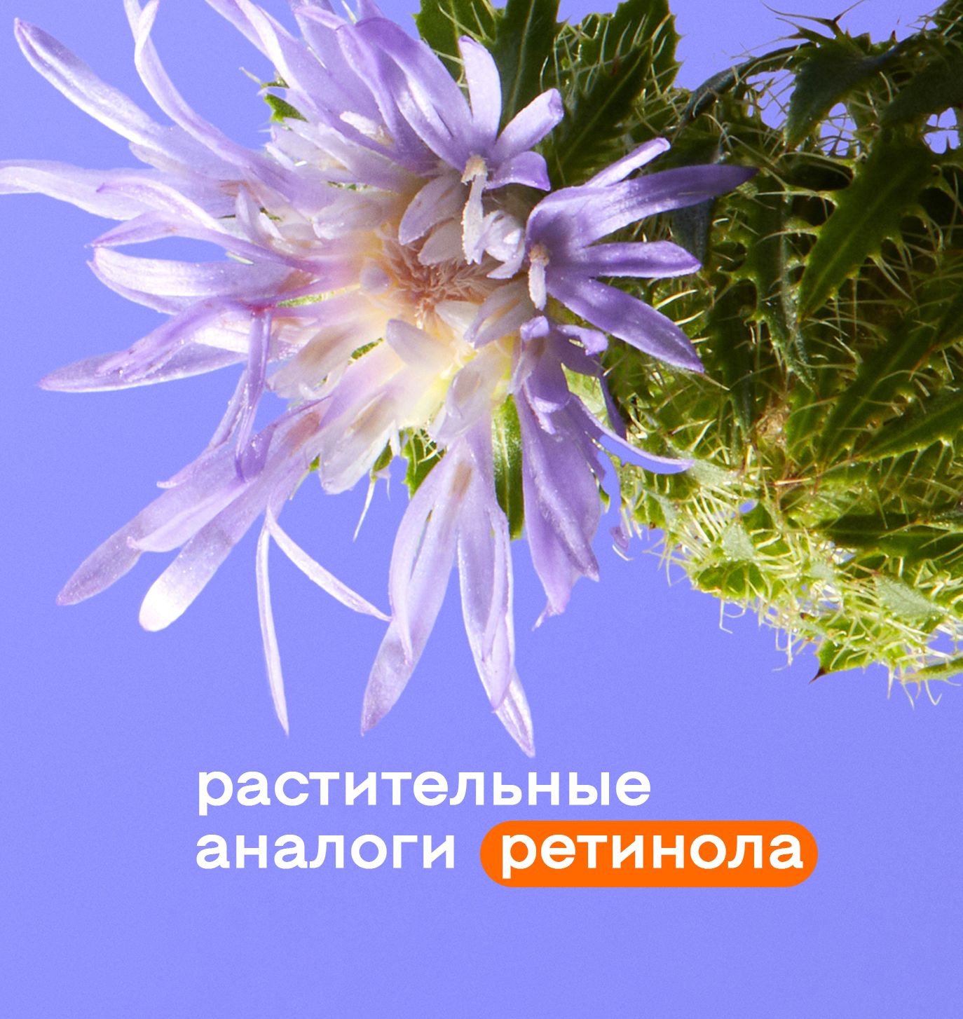 Растительные аналоги ретинола